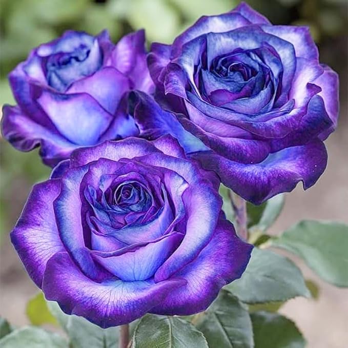 285+ Mixed Double Rose Seeds for Planting - Portulaca Grandiflora, Heat/Drought-Tolerant Explosive Blooms, Ideal for Gardens & Containers, Flower Seeds