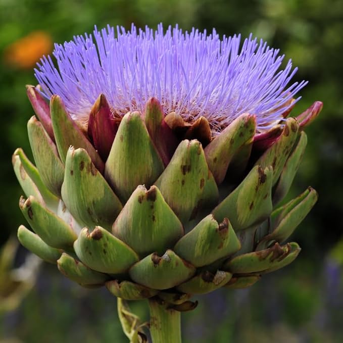 50 Artichoke Seeds for Planting Indoor Outdoor, Artichoke Vegetable Seeds
