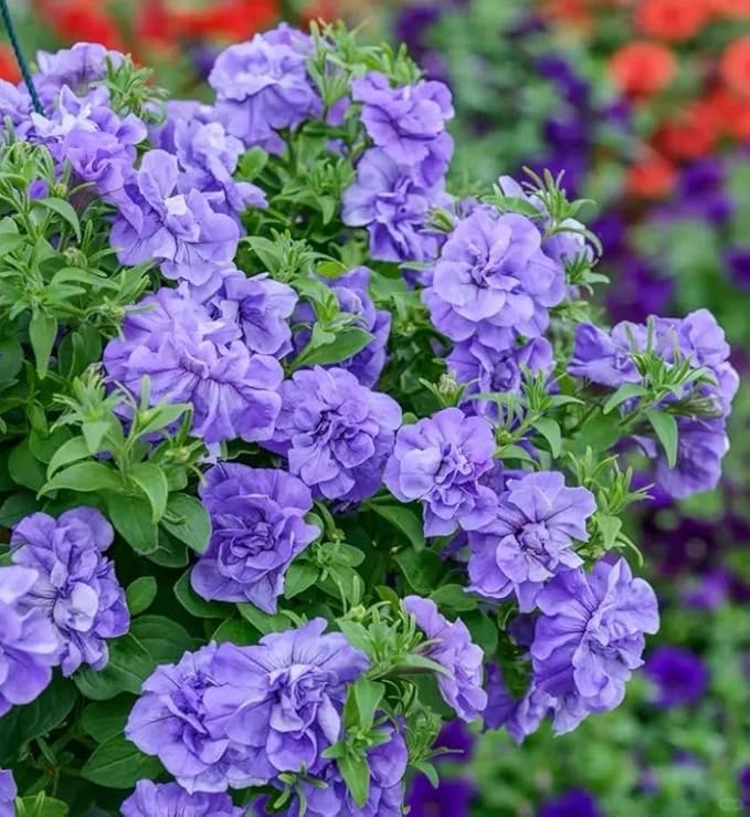Petunia Seeds (300 PCS) – Low-Maintenance Ornamental, Heat-Tolerant & Long-Blooming, Low-Care Trailing Flowers Perfect for Garden Borders, Patios & Window Boxes