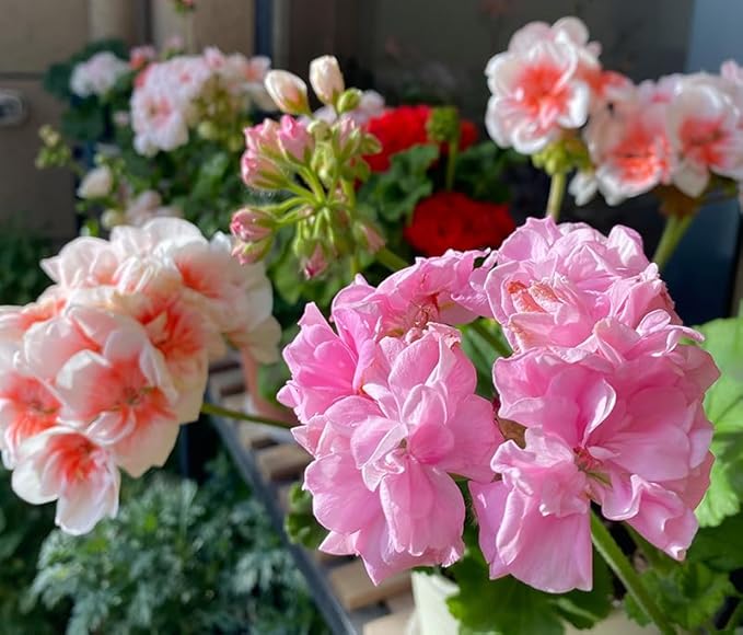 10+ Mixed Geranium Seeds Luster Mix Fragrant Flowers Garden Planting