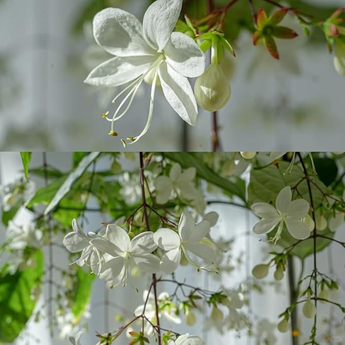 Jasmine Flower Seeds, 150+ Climbing Jasmine Flower Seeds, Fragrant Plant Seed for Planting Garden Home Four Seasons Evergreen