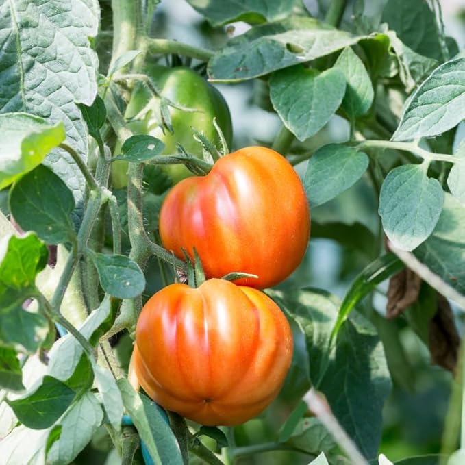 Beefsteak Tomato Plants, Live Tomatoes Plant in 4 Inch Pot, Size 4 to 6 Inch Tall