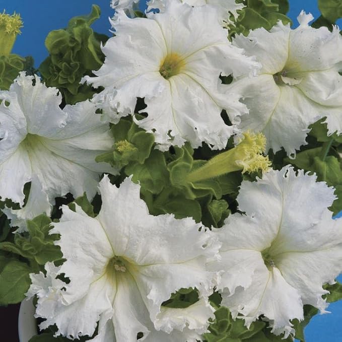 Park Seed Lace Veil Petunia Seeds, Grandiflora Type with 3-Inch White Ruffled Blooms and Fringed Petals, Pollinator Friendly and Low Maintenance, Pack of 10