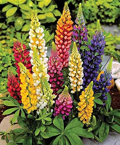 NIKA SEEDS - Seeds Flowers Lupine Giant Mix Perennial - 30 Seeds