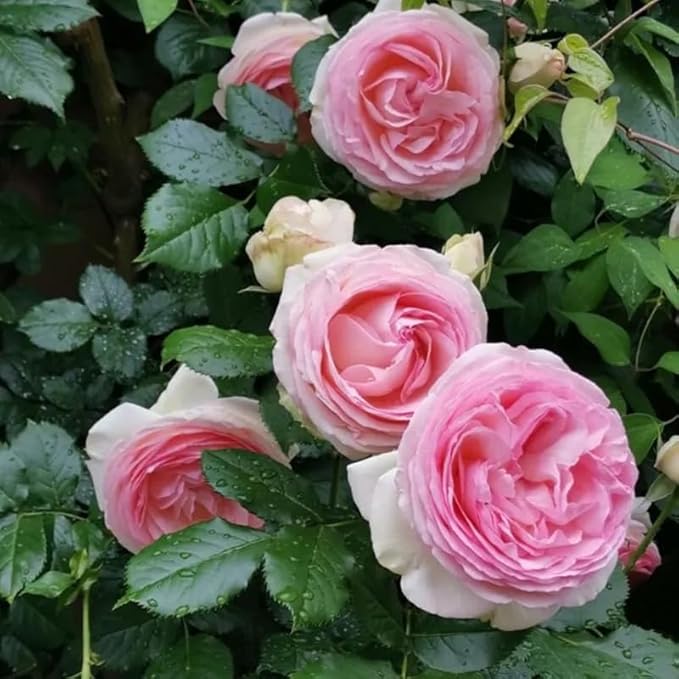 100+ Pink Climbing Rose Flowers Seeds Heirloom Outdoor Garden Vine for Home Landscape Rosa Bush Vine Climber Fragrant Butterfly