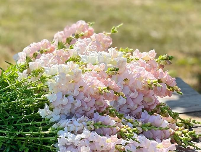 300+ Costa Silver Snapdragon Seeds Appleblossom Flowers Garden Planting