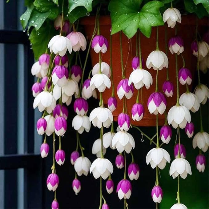 310+ Mix Hanging crabapple Hosta Flower Seeds for Planting-Climbing Vines-Non-GMO Heirloom Plant Seeds Garden Outdoor
