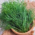NIKA SEEDS - Seeds Herb Dill Bush Giant 30 Days Green - 2000 Seeds