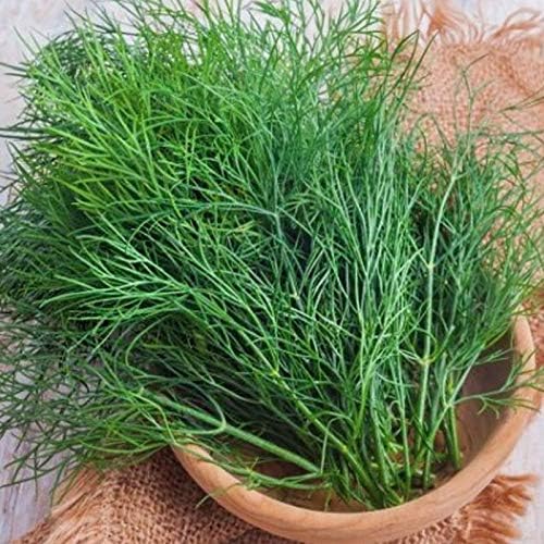 NIKA SEEDS - Seeds Herb Dill Bush Giant 30 Days Green - 2000 Seeds
