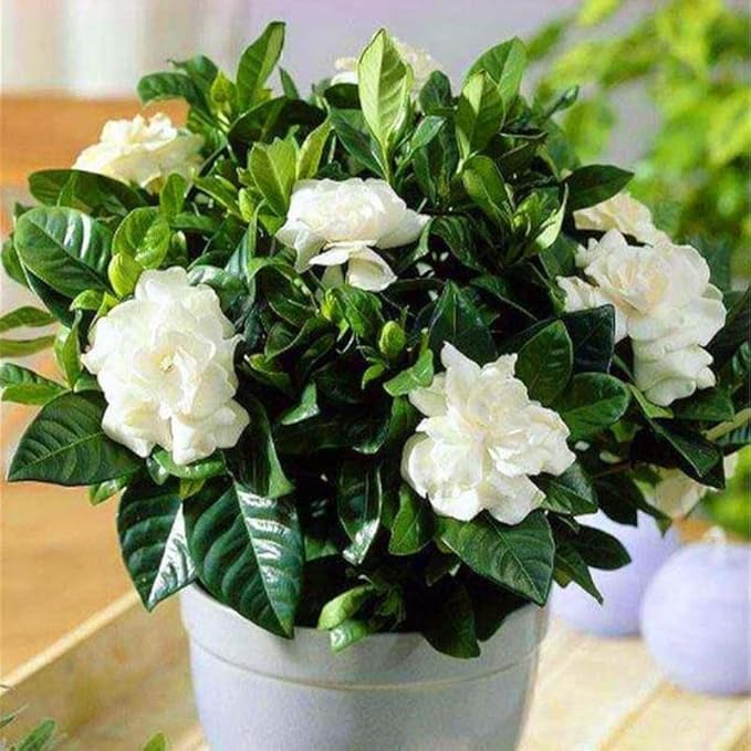2 Assorted Jasmine Plants 4–8 Inch, Live Fragrant Jasmine Flowering Vine, Sweet Scented Blooms, Easy Care Indoor or Outdoor