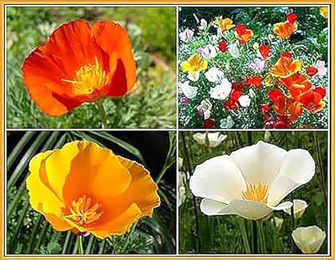 California Dreaming Mix of California Poppy Seeds .- Approximately 6,000 Seeds - Non GMO