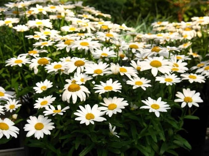 Shasta Daisy Flower Seeds, 25 Count COOL BEANS N SPROUTS Brand. Home Gardening.