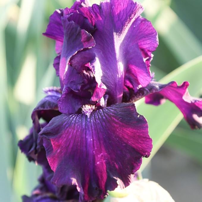 Ozark Rebounder Re-Blooming Bearded Iris Flower Rhizome - Grows Year After Year - Perennial, Fragrant & Great for Cut Floral Arrangements - Easy to Grow Fall Planting Bulbs by Willard & May
