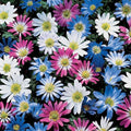 Votaniki Anemone Blanda Mix Bulbs for Planting - Perennial, Attracts Bees & Showy Flowers | Blooms in Mid Spring, Easy to Grow & Maintain (25 Pack)