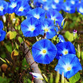4000 Heavenly Blue Morning Blooming Vine Seeds – 1/4 Pound - for Planting Outdoors – Attracts Butterflies & Hummingbirds – Heirloom Blue Morning Glory Seeds