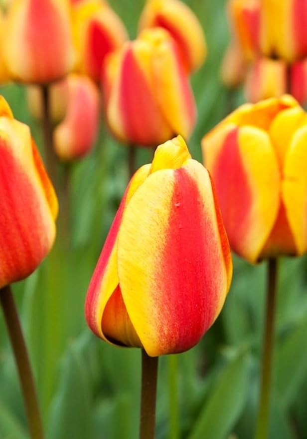 Tulipa Fringed Mixture Tulip Bulbs Size 11/12 for Planting - Plant in Fall, Winter or Early Spring (Apeldoorn's Elite, 15, Count)