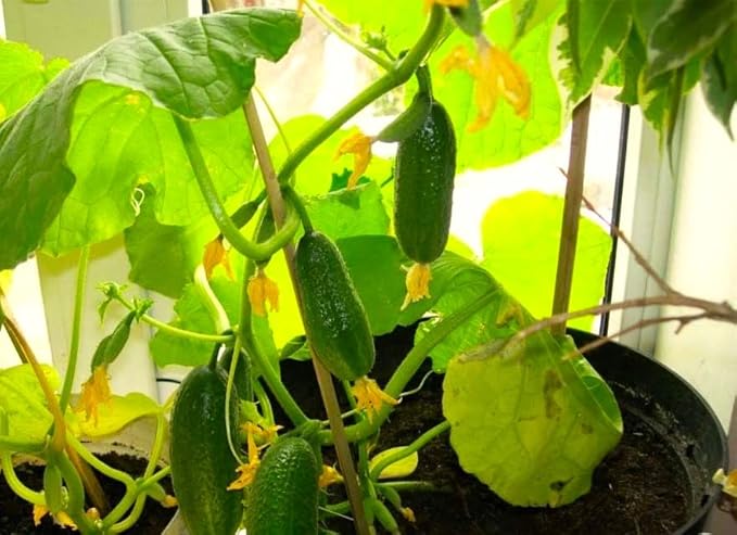 Seeds Indoor Cucumber F1 Seeds for Planting Indoors 10 Seeds Annual Plant