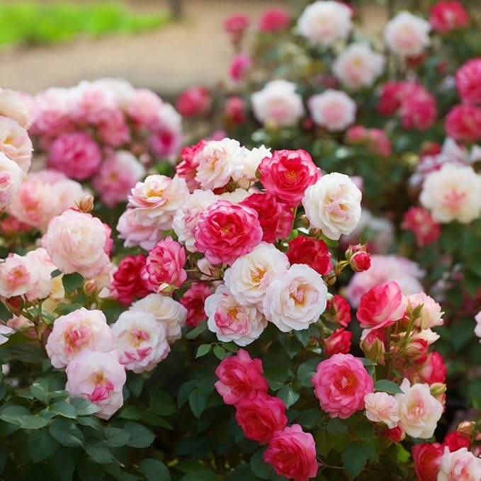 250+ Mix Climbing Roses Flowers Seeds -Rose Bushes Vine Climber Rose Seeds for Planting Outdoors-High Germination Rate Ornamental Your Garden