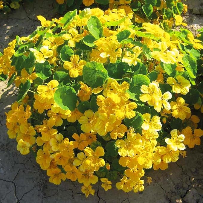 Nasturtium Seeds for Planting, 100+pcs Climbing Nasturtium Flower Seeds, Non-GMO Heirloom Rare Beauty Home Garden Blooms Flowers Plants for Outdoors Indoors