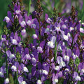 Park Seed Snap Dragon Flower Plant Seeds – Licilia Azure False Snapdragon with Blue and White Blooms, Fast-Growing Pollinator Magnet for Small Gardens and Patio Pots, Open-Pollinated, Pack of 100