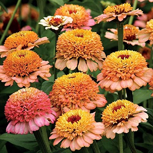Park Seed Zinnia Seeds, Planting Flowers, Easy to Grow, Non-GMO, Perfect for Spring Garden, Zinderella Peach, Pack of 25