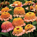 Park Seed Zinnia Seeds, Planting Flowers, Easy to Grow, Non-GMO, Perfect for Spring Garden, Zinderella Peach, Pack of 25