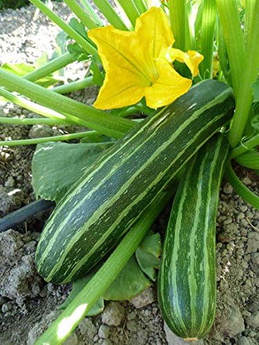 RAISE ME UP: Seeds Cocozelle Zucchini Courgette Non GMO Heirloom
