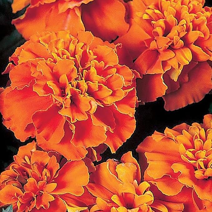 Park Seed Janie Deep Orange Marigold Seeds - Pack of 500 Seeds, Vibrant Deep Orange Blooms, Fast-Growing, Perfect for Containers, Garden Borders, and Floral Arrangements