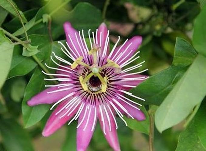 Passionfruit Mix 50+ Seeds Flowers Easy to Grow Planting