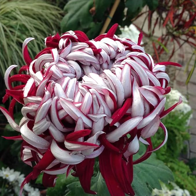 97+ Perennial Organic Mixed Mums Seeds for Planting- Rainbow Chrysanthemum Seeds - Hardy Garden Flower Seed Pots Non-GMO Heirloom for Garden Outdoor