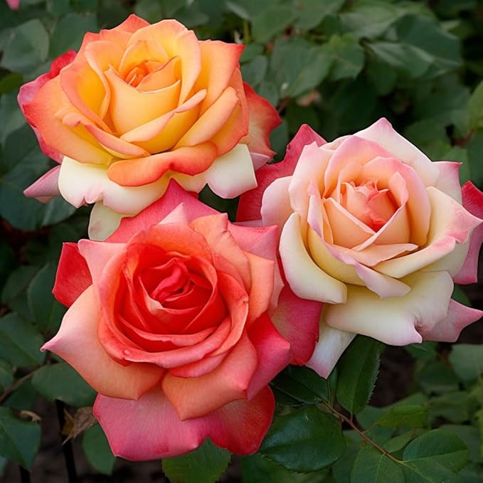 250+ Mix Climbing Roses Flowers Seeds -Rose Bushes Vine Climber Rose Seeds for Planting Outdoors-High Germination Rate Ornamental Your Garden
