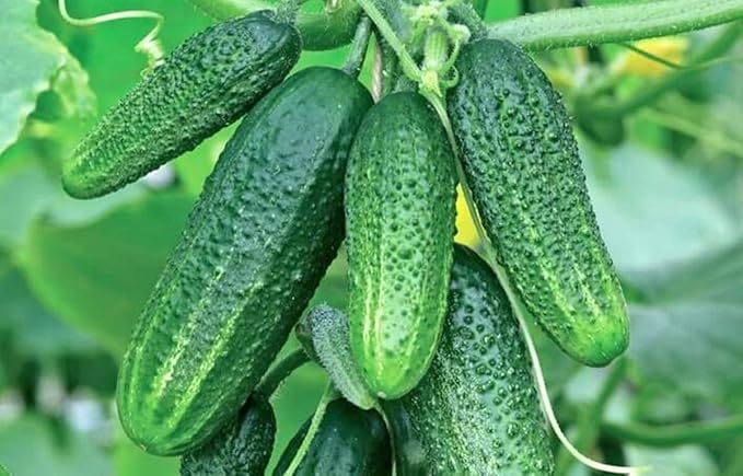 Seeds4planting - Seeds Indoor Cucumber Self-Pollinated Giant Pickling Vegetable Non GMO