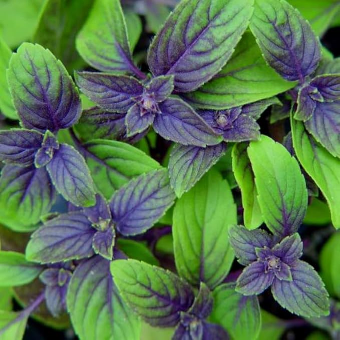 African Blue Basil Live Plants, 4 Plants from 3'' Tall, 2 Plants per Pot, Basil Live Plants