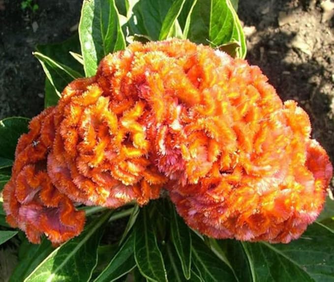 100PCS Cristata Celosia Seeds Mixed Color Annual Cockscomb Seeds Argentea Flower Home Garden