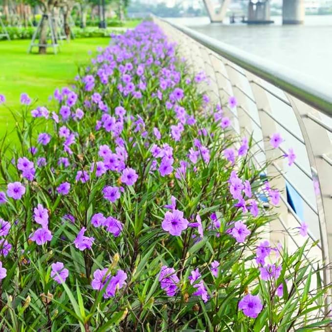 Set 6 Dwarf Blue Mexican Petunia Plants Live, Perennial Outdoor Growing, Startrer Size 4-6" in Tall, Long Blooming Season, Landscapes, Borders, Ground Cover