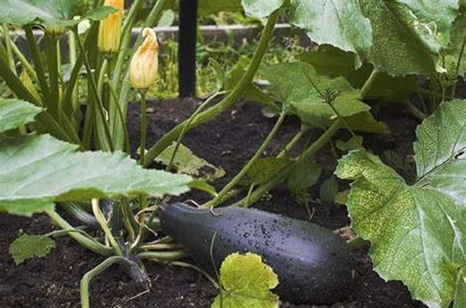 Black Beauty Zucchini Seeds 100 Count, COOL BEANS N SPROUTS Brand. Heirloom. Non-GMO. Home Gardening.