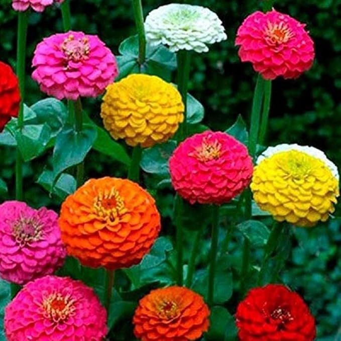 California Giant Zinnia Flower Seeds, 25 Count COOL BEANS N SPROUTS Brand. Non-GMO. Homer Gardening.