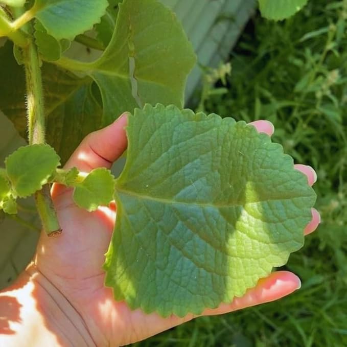 2 Cuban Oregano Live Plant, Oregano Plants Live, Mexican Mint Plant, Spanish Thyme Vegetable Plants Live Garden