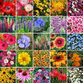 Non GMO Bulk Pacific Northwest Wildflower Seed Mix 25 Species of Wildflower Seeds (5 Lbs)