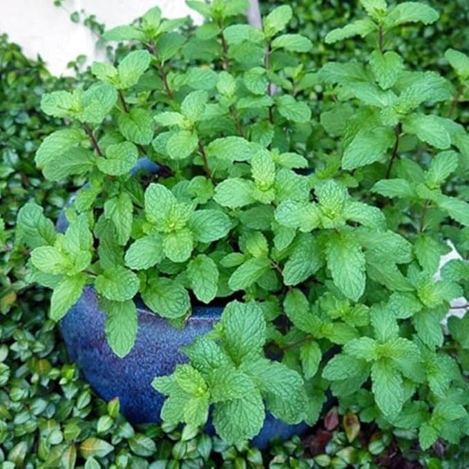 Peppermint Mint Plants Live Indoors Outdoors, Fresh Herb Mint Plant, Live Peppermint Plant, Peppermint Plants for Outside Inside, Potted Mint
