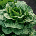 Park Seed Teton Romaine Lettuce Seeds – Crisp Dark Green Heads with Dense Hearts and Mild Flavor, Nutrient-Rich Superfood for Cool-Season Gardens, Easy to Grow, Pack of 200
