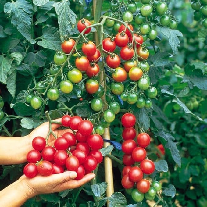Seeds Cherry Tomato Sugar Lump Gardener's Delight Heirloom Vegetable for Planting Non GMO