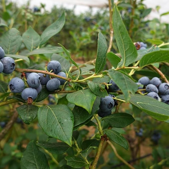Blueberry Plant Jewel Live for Sale (4 Pack) | Easy to Grow Plants | Edible Fruit Plant for Sustainable Living | Grow Your own Food on Your Edible Organic Garden| Live for Planting| No Seeds