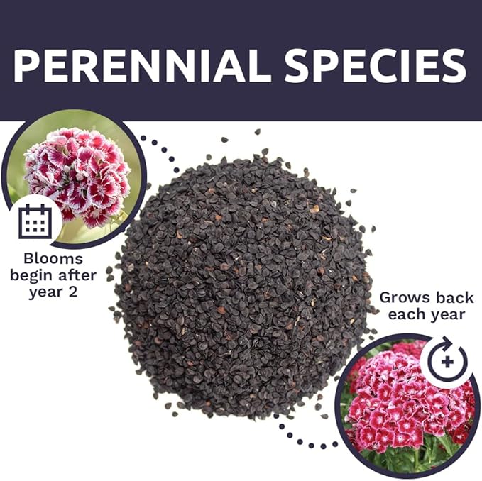 Sweet William Seeds – Mixed Pink Colors – Extra Large 1oz Packet – Over 30,000 Open Pollinated Non-GMO Flower Seeds – Dianthus barbatus