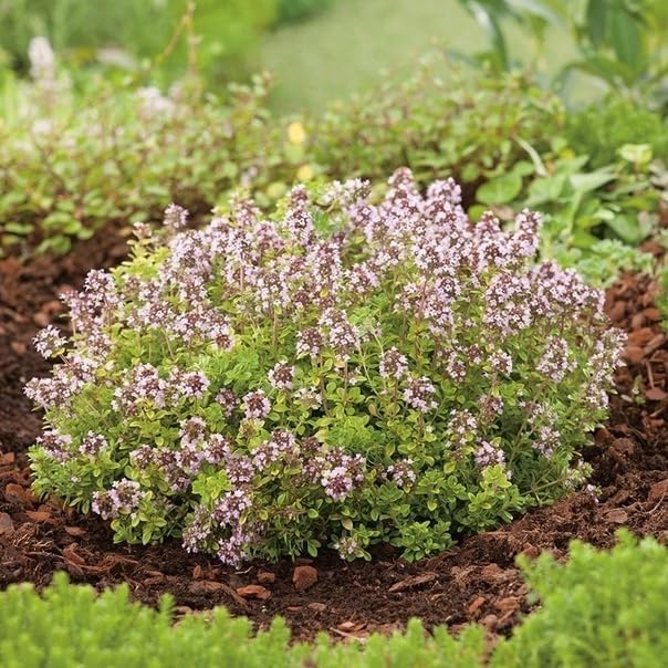 Seeds4planting - Seeds Thyme French Garden Perennial Herb Non GMO for Planting 500 Seeds