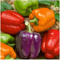 Vegetable Garden Seeds for Planting - Grow Heirloom Vegetables (Rainbow Peppers)