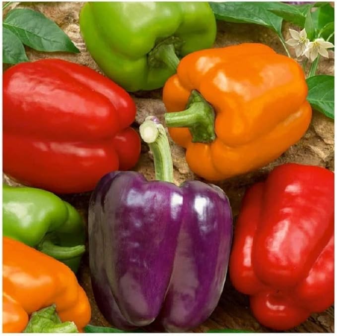 Vegetable Garden Seeds for Planting - Grow Heirloom Vegetables (Rainbow Peppers)