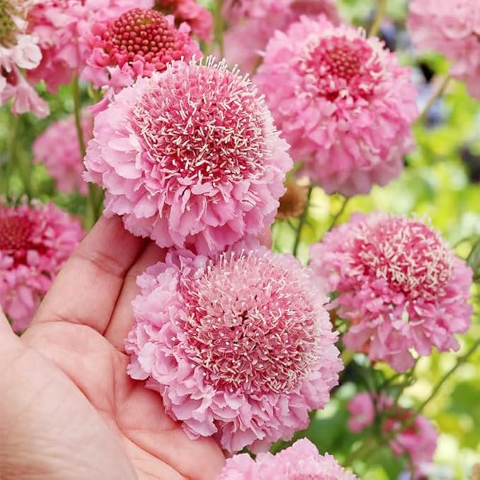 320+ Perennial Dwarf Double Scabiosa Pincushion Flower Seeds for Planting-Non-GMO Heirloom Plant Seeds Garden Outdoor