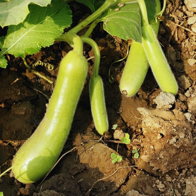 Gourd Seeds for Planting, 20 Seeds, Gourd Vegetable Seeds