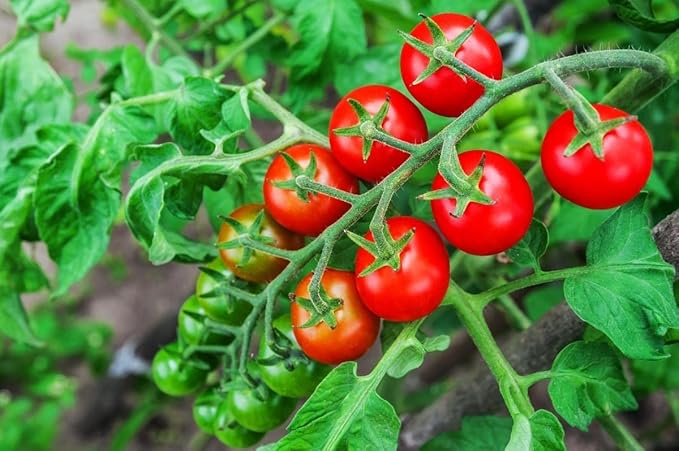 Seeds Tomato Cherry Sugar Lump Gardener's Delight Indeterminate Red Long Vegetable Heirloom Non GMO for Planting